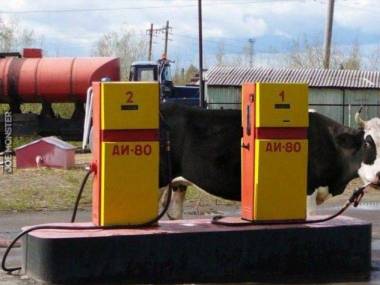 Rosyjskie krowy byle wody nie piją