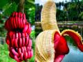 Czerwone banany z Australii