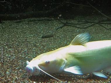 Gość upuścić smoczek do akwarium z żywymi rybami w Virginia Living Museum