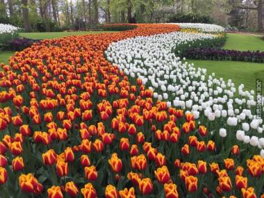 Rzeka tulipanów w Holandii