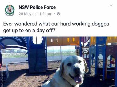 Tak dzień wolny spędzają policyjne psy
