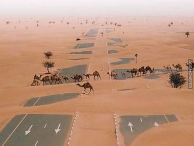 Wielbłądy na autostradzie w Zjednoczonych Emiratach Arabskich
