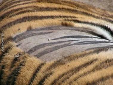 Nie tylko futro, ale i skóra tygrysa jest w paski