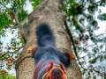 Gigantyczna indyjska wiewiórka