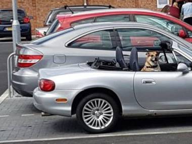Jakiś barbarzyńca zamknął psa w samochodzie