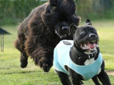 Do dziś pitbull myślał, że jest największym i najgroźniejszym psem w parku