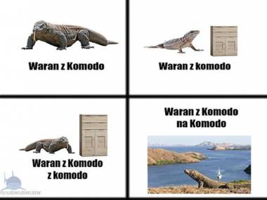 Waran z Komodo