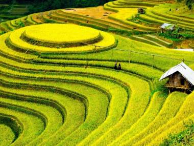 Chińskie pole ryżowe