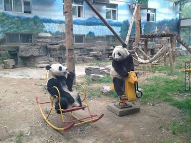 Pandy w zoo bawią się dobrze