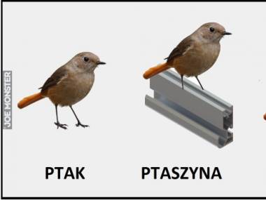 Ptaki polskiej ziemi