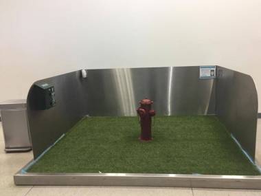 Psia toaleta na lotnisku