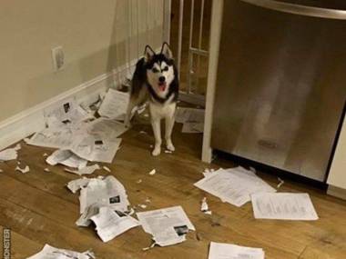 Przepraszam uczniowie, ale pies zjadł wasze prace domowe