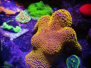 Seksowny koral