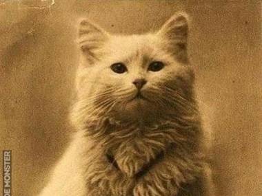 Jedna z pierwszych fotografii przedstawiających kota z około 1880