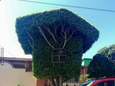 Domek na drzewie w Tihuanie