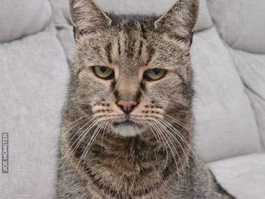 Nutmeg - najstarszy kot na świecie. Odszedł w wieku 32 lat