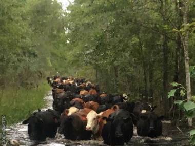 Psy wyprowadzają krowy z terenów zalanych