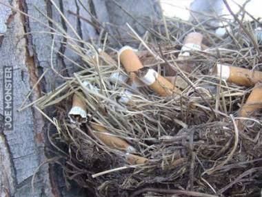 Ptaki nauczyły się, że nikotyna zabija pasożyty i zaczęły budować gniazda z niedopałków