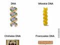 Rodzaje DNA