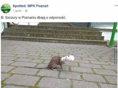 Poznańskie szczury
