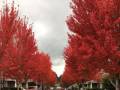 Jesień w czerwieni