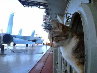 Rosyjski kot pokładowy na lotniskowcu Admirał Kuzniecow