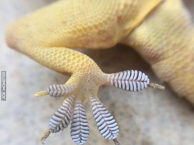 Tak wygląda stopa gekona