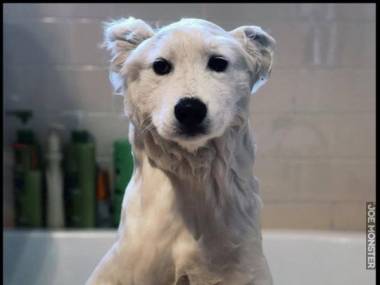 Mój pies po kąpieli wygląda jak niedźwiedź polarny