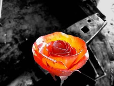 Róża z metalu rozgrzanego do czewoności