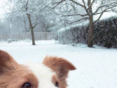 Pies, który uwielbia śnieg