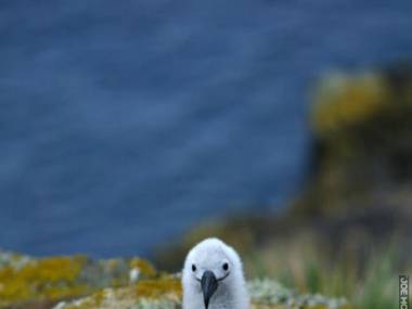 Tak wygląda mały albatros