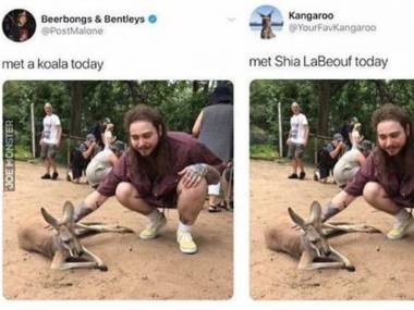 Spotkanie Labeoufa z koalą