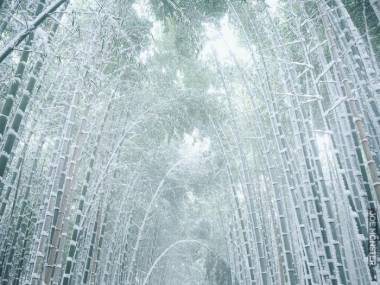 Las bambusowy w Kyoto po śnieżycy