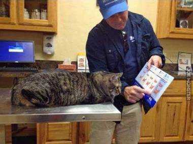 Wyjaśnia kotu, który stopień otyłości osiągnął