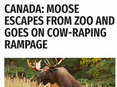Z zoo w Kanadzie uciekł łoś i gwałci krowy na okolicznych farmach
