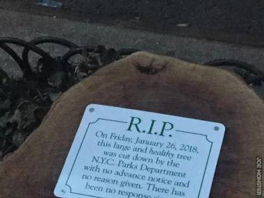 W piątek 26 stycznia 2018 roku to duże i zdrowe drzewo zostało ścięte przez nowojorski zarząd parków bez uprzedzenia i bez powodu. Od tego czasu nie odezwali się.