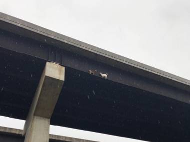 Akcja ratowania dwóch kóz, które zabłądziły na moście w Pensylwanii