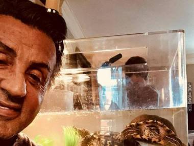 Sylvester Stallone nadal ma żółwie z Rockiego. Teraz mają 44 lata