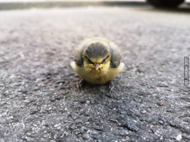 Jeden cholernie Angry Bird