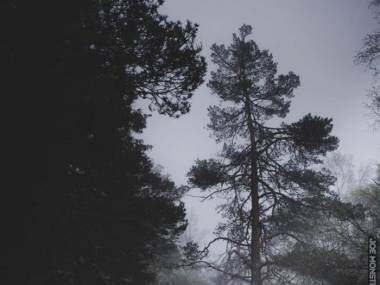 Norweski las o poranku to dobre miejsce to kręcenia thrillerów