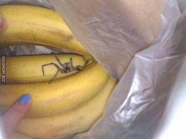 Nawet bananom nie można ufać