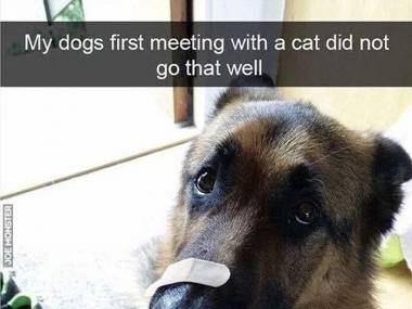 Pies po spotkaniu z kotem