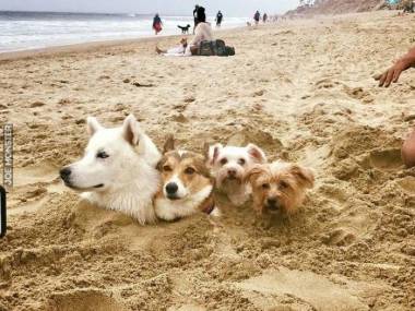 Plażowe pieski