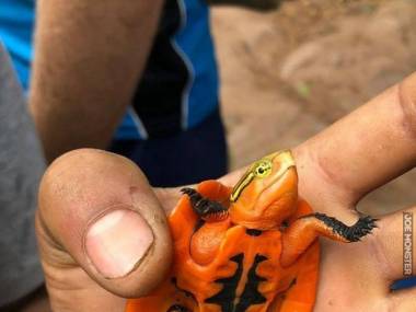 Pomarańczowy żółwik znaleziony w wietnamskiej dżungli