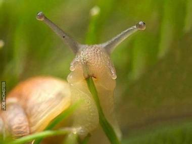 Widzieliście kiedyś ślimaka jedzącego trawkę?
