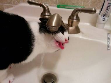 Upał taki, że nawet kota ciągnie do wody