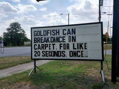 Złota rybka tańczy breakdance na dywanie przez 20 sekund. Raz...