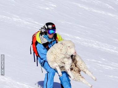 Owca chciała spróbować sportów ekstremalnych