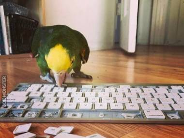 Papuga pomaga mi wyczyścić klawiaturę
