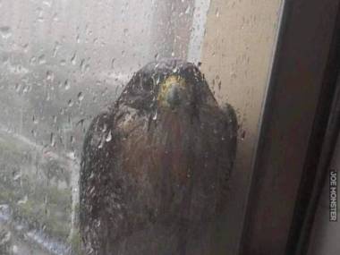 Ptak próbuje schronić się przed tajfunem w Chinach
